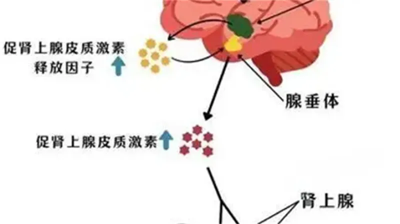 详细展示